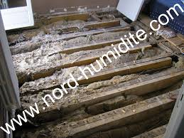 Plancher Infeste De Merule Www Nord Humidite Com Plancher Champignon