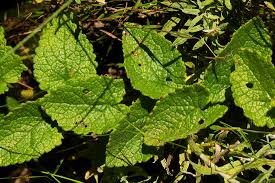 Image result for Anisopappus chinensis