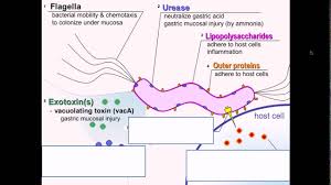 Helicobacter Pylori Pathgnesis Youtube