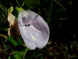 Image result for Clitoria kaessneri