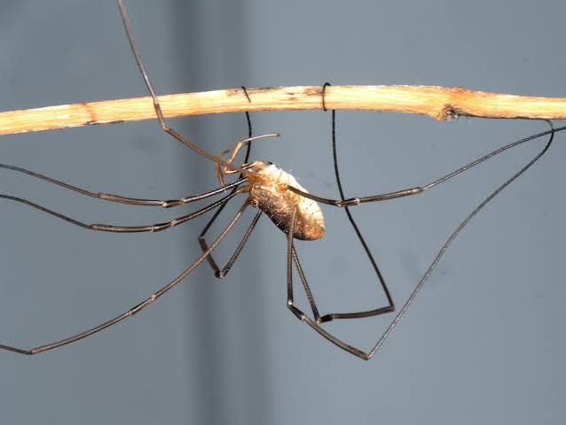 Daddy longlegs got their long legs by reusing some old evolutionary tools –  UW–Madison News