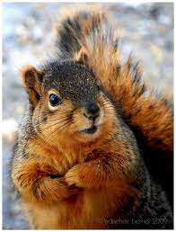 3 Aren T I Just Sweet Cute N Adorable Wanna Climb A Tree Animals Wild Animals Beautiful Squirrel Pictures