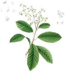 Image result for Tetracera boiviniana