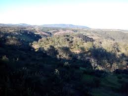 Image result for Ficalhoa