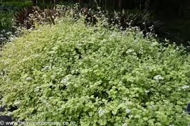 Image result for Helichrysum lineare