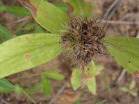 Image result for Spermacoce ruelliae