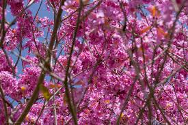 Image result for Handroanthus sp. near impetiginosus