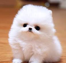 Most puppies will begin to open their eyes within seven to fourteen days of birth. Cotton Ball Puppy In Pure White Looking So Cute With Large Black Eyes And A Little