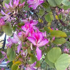 Image result for Bauhinia macrantha