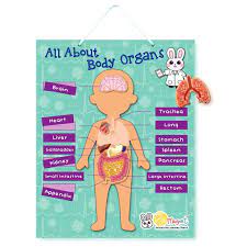 One of the most important things that you will need to talk about will be where on your body the problem is located. Email Address Password Login Register Register Contact Us Cart 0 Smart Alley Educational Toys Store Menu Hello Age 0 1 Years Old 1 2 Years Old 2 3 Years Old 3 4 Years Old 4 6 Years Old 6 8 Years Old 8 11 Years Old Above 12 Years Old Toys Crafts
