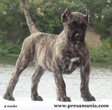 Looking for presa canario breeders? Presa Canario Pup After Its Ear Crop I Want One Of These And An Irish Wolfhound And My Pack Will Be Complete Presa Canario Beautiful Dogs Dogs And Puppies