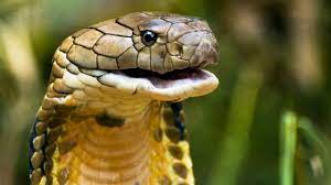 Gifts we've put together a wide variety of gift ideas for artists of all levels of experience. Snake Beauty 11 Malaysian King Cobra Youtube