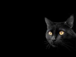 картинки на рабочий стол компьютера на весь экран кошки Oboi Rabochij Stol Chernye