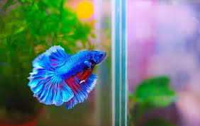 50 Betta Fish Tank Mates The Definitive Compatibility List 2020 Fishkeeping World