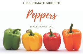 At apollo clinic, we understand how worm infestations can hamper your child's health. Bell Peppers An Ultimate Guide To A Prolific Plant 15 Acre Homestead