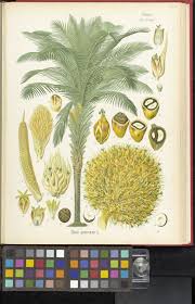 Image result for Elaeis guineensis