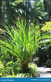 Image result for Pandanaceae