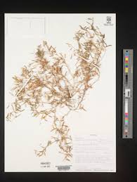 Image result for Microcharis annua