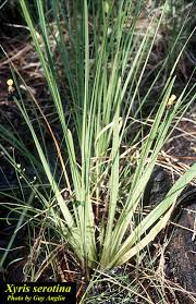 Image result for Xyris straminea