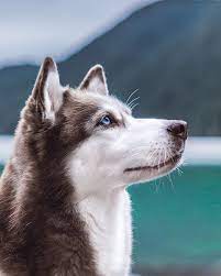 Want To Know What It S Like Being Kimahri S Guardian She S A Total Heartbreaker In Person And On Instagram People Tha Husky Dogs Husky Puppy Siberian Husky