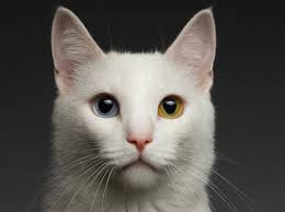 Wann sich bei welpen die augen und ohren öffnen und wie die weiteren entwicklungsschritte danach aussehen, erfahren sie im folgenden. Wie Entsteht Die Augenfarbe Bei Katzen