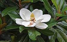 Dip the freshly cut ends in the plant auxin hormodin #3 and plant them in a mix of 1 part peat and 1 part sand or 1 part peat and 1 part perlite with a bottom temperature of 65 to 75 f and mist their foliage to keep it moist. Magnolia Grandiflora Wikipedia