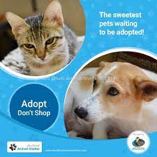 Abu Dhabi Animal Shelter Animal Shelter Animals Dog Cat