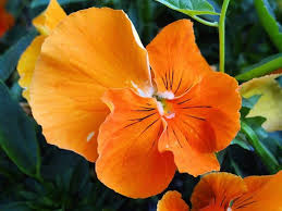 Search by location, color, theme and more. 22 Types Of Orange Flowers Pictures Flowerglossary Com