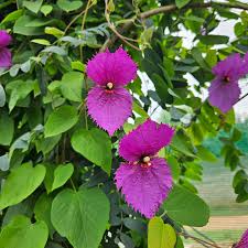 Image result for Dalechampia