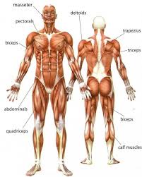 3d human anatomy torso back muscles. Human Upper Body Muscle Diagram Human Body Anatomy