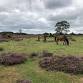 HAMPSHIRE: Folklore and witchcraft walk in the event image