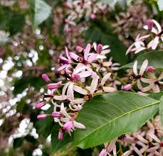 Image result for Meliaceae