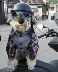 Dog With Motorcycle Helmet Goggles Photo Google Da Ara Dog Sunglasses Dog Accesories Pet Dogs Puppies