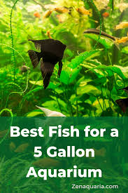 Best Fish For A 5 Gallon Aquarium In 2020 Small Fish Tanks Fish Tank Fish Tank Plants