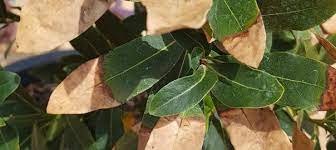The bush tree as seen in the picture below, (click to enlarge the picture), standard or lollipop formed, and those which have been subjected to topiary and to help do this prune the stems two or three times a year using a pair of secateurs. Don S Expert Answers Bay Tree With The Leaves Dying Very Slowly From Tip To Base Of Leaf Burke S Backyard