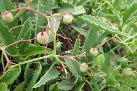 Image result for Cyphostemma omburense