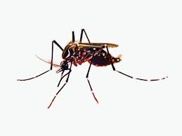 The History of Humanity's Bloody War Against the Mosquito | WIRED