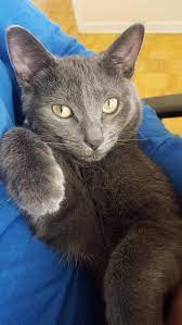 Thank You Reddit For Helping Me Determine Fillie S Breed Here S Another Blue Cats Pretty Cats Russian Blue Cat