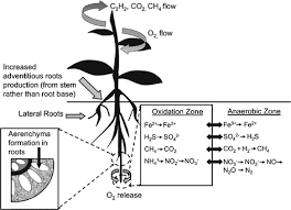 The outer bark is the tree's protection from the outside world. Plant Root Growth Architecture And Function Springerlink