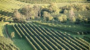 Image result for Vigna