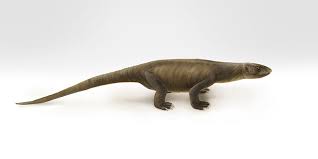 Pappochelys was a small creature and the holotype fossils were recovered from what appears to have been lake sediment.‭ ‬ the bones of pappochelys also show thickening which would have made them. How Did The Turtle Get Its Shell Earth Archives
