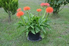 Image result for Scadoxus multiflorus