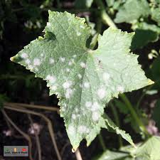 Image result for mildew on cucumbers