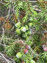 Image result for Gymnosporia oxycarpa
