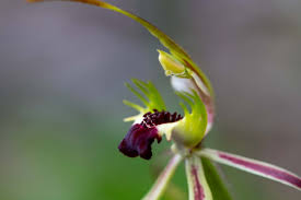 Image result for Polystachya golungensis