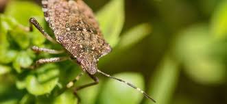We know that fall has arrived stink bugs are attracted to lights, so it's recommended to keep outdoor lighting to a minimum. What You Need To Know About Stink Bugs Fantastic Services Australia