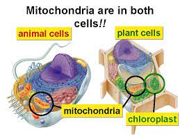 The main difference between chloroplast and mitochondria is their functions; Cell Structure And Function Cells Smallest Living Unit