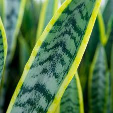 Image result for Vahadenia laurentii