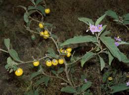 Image result for Solanum campylacanthum 'incanum type'