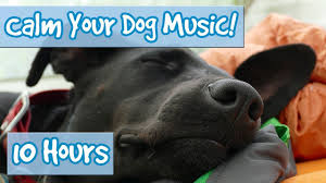 Gradually include distractions and practice in different locations, using your dog's mat as a cue to settle. How To Calm Your Dog Down Music Relaxing Music For Dogs To Stop Anxiety And Help Keep Them Calm Youtube